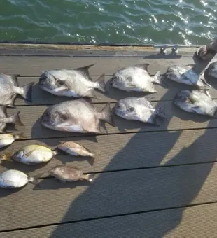 Charleston’s best fishing spots are ready for you